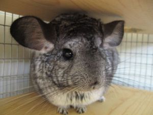 Chinchilla's are from South America. In the 19th century chinchillas became very rare due to hunting.