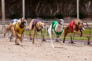 Greyhound racing in the state of Florida continues, but with more restrictions in place in order to monitor their standards of care. 