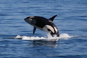 California may soon lead the way for orcas.