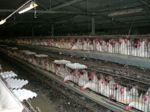 California has banned the use of confinement crates for egg-laying hens and other farm animals.