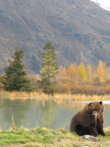 Help protect grizzly bears, say no to hunting.