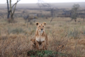 Only with strict protection will future generations of lions roam freely in the wild.