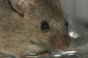 Mice, rats, and birds make up approximately 95 percent of all animals used in research.