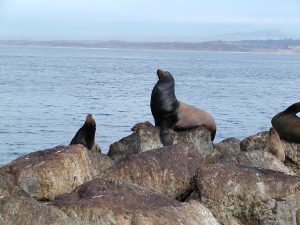 Sea lions are beautiful marine mammals that are at a great risk of being slaughtered to make seal oil and other products.