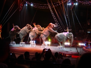 Exotic animals such as these elephants are forced to perform unnatural tricks. 