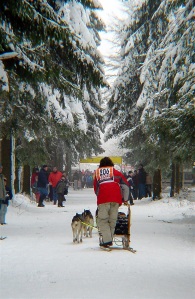 Dogs in the Iditarod endure cruel living conditions and extreme training.