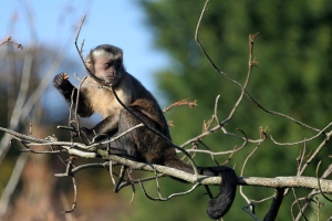 A capuchin monkey is currently featured in a Sears commercial, exploiting exotic animals for economic gain. 
