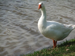 Amazon.com is selling foie gras, a product that results from force feeding ducks and geese. 