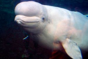 The NOAA has denied a permit request to import 18 beluga whales from Russia into the Georgia Aquarium. 