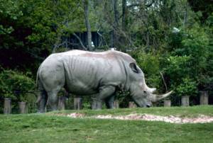 Despite threats from poachers. the southern white rhino is the only species of rhino not listed under the Endangered Species Act. 