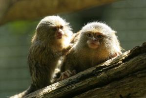Instead of using mice for research purposes, transgenic monkeys are being created for use by scientists.