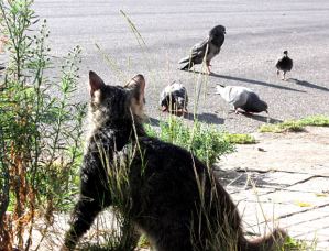 Companion cats that are allowed outdoors are not only at greater risk of harm, but are also likely to harm wildlife. 