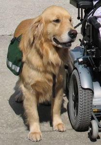 Many people are fraudulently identifying their animals as service animals in order to receive certain disability rights.