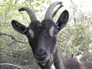 Animals like goats may be more intelligent than once thought.