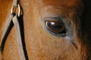 Soring inflicts unnecessary pain on horses.