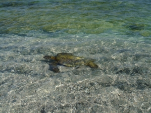 All sea turtles in American waters are classified as endangered species.