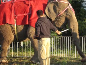 Bullhooks are commonly used by circus employees to prod, strike, or jab elephants.