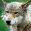 Gray wolves are once again an endangered species in Wyoming.