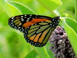 The U.S. Fish and Wildlife Service is reviewing the conservation  status of the monarch butterfly.