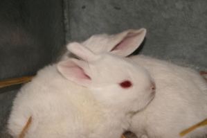 albino rabbits