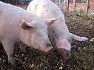 Chipotle's policy requires that farmed pigs have opportunities to access outdoor areas.